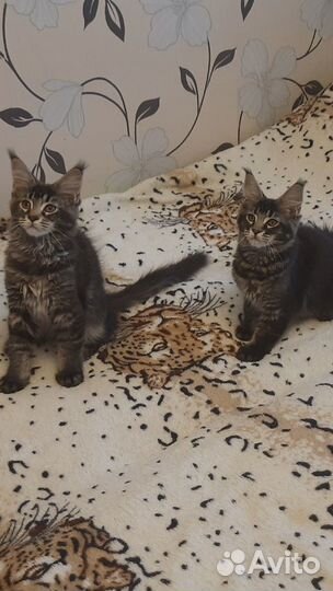 Котята мейн-кун