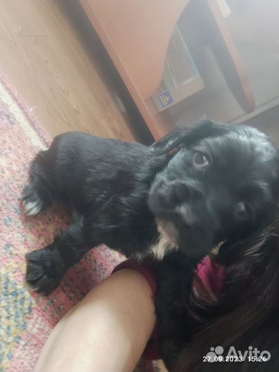 Кокер спаниель