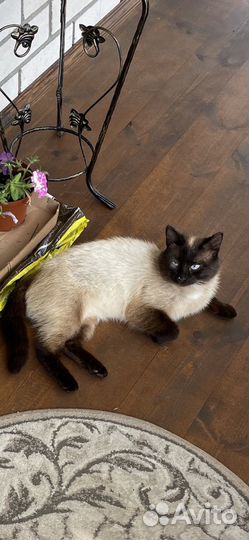 Сиамский котик