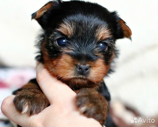 Девочки йоркширский терьер