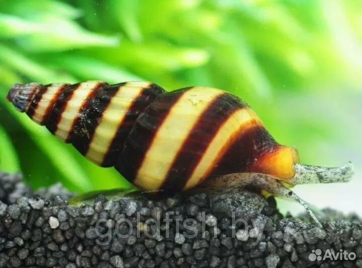 Гуппи, Меченосцы, Неокардины, Анциструсы