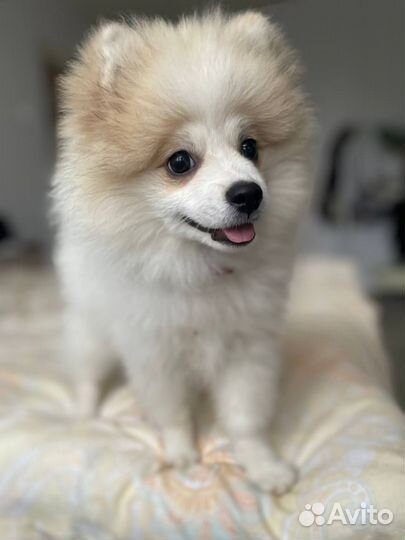 Немецкий шпиц, девочка