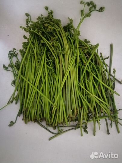 Папоротник