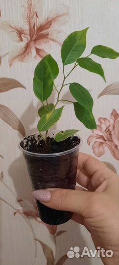 Бенджамина