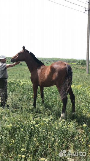 Продажа жеребчика