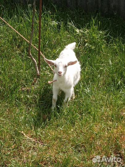 Козочка и козленок