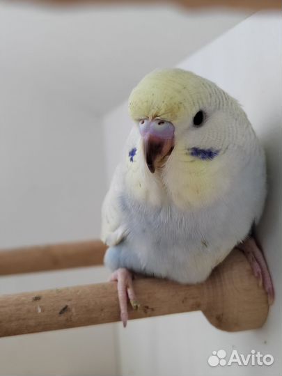 Птенцы волнистого попугая