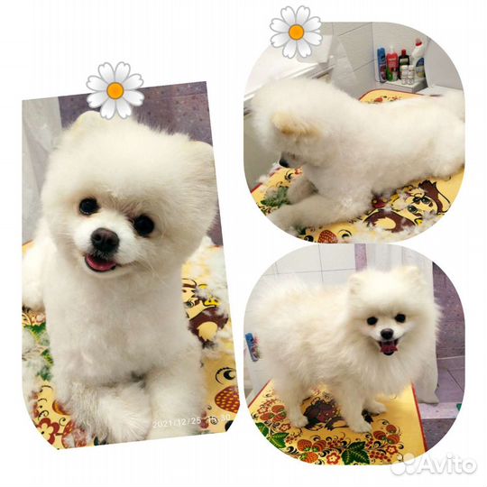 Стрижка собак и кошек