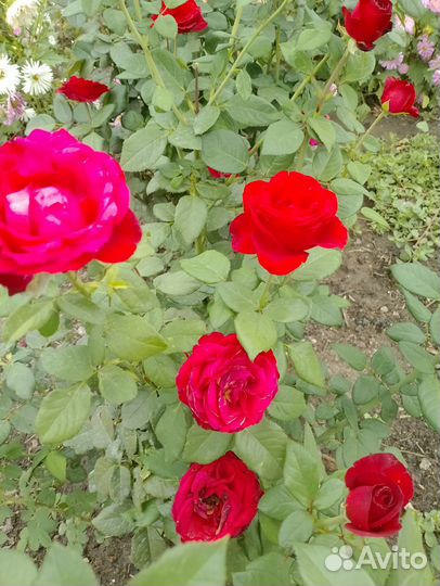 Розы букеты