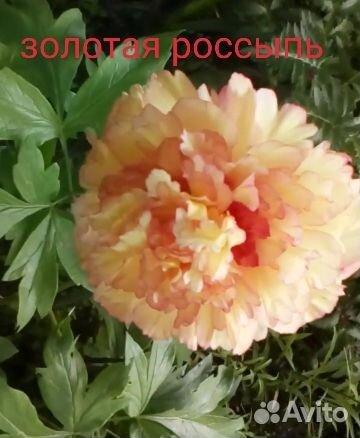 Пионы древовидные купить в Крыловской | Товары для дома и дачи | Авито