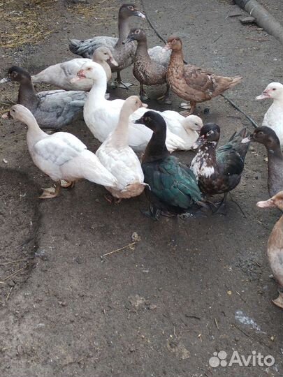 Мускусные утки