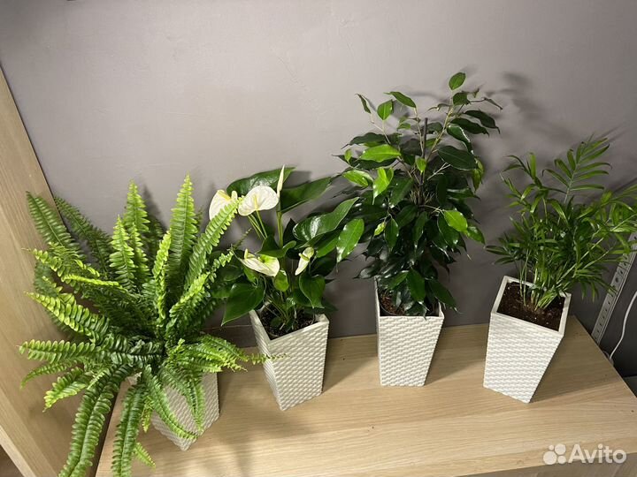 Набор растений в кашпо для дома и офиса