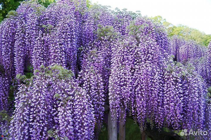 Глициния Blue moon (Голубая луна), Бобовник