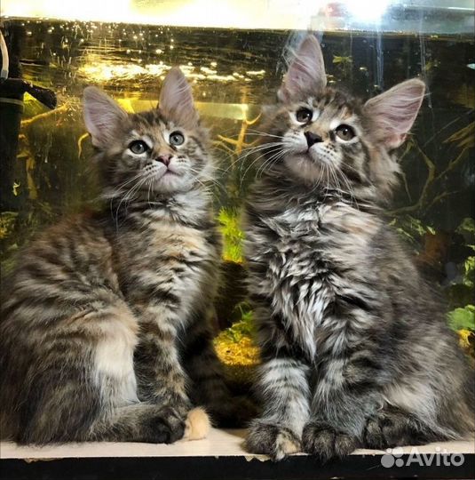 Котята мейн-кун