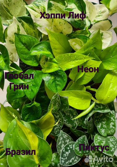 Сциндапсусы, Эпипремнумы, Филодендрон Бразил,Малай