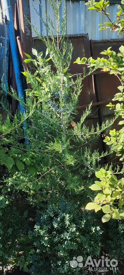 Можевельник