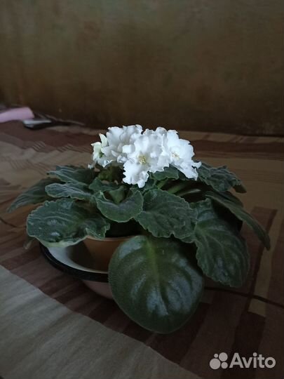 Продам цветы комнатные