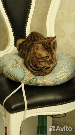 Кошка бенгал
