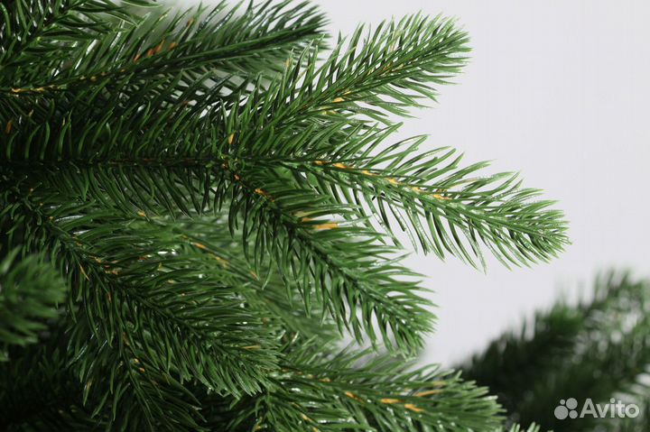 Ель Сибирская