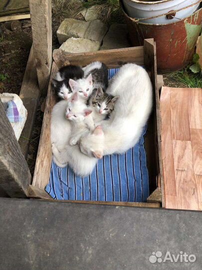 Котята в добрые руки бесплатно