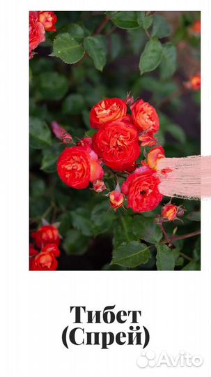 Розочки оптом и розницей