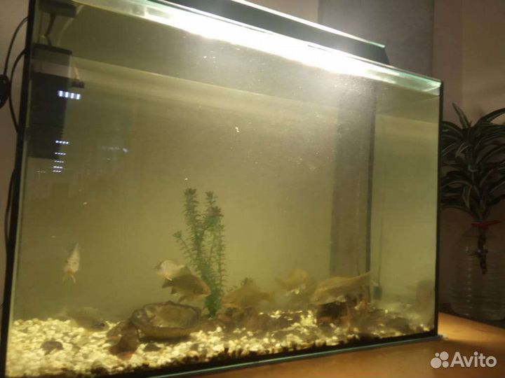 Аквариум