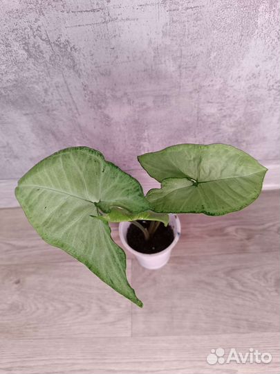 Сингониумы сортовые