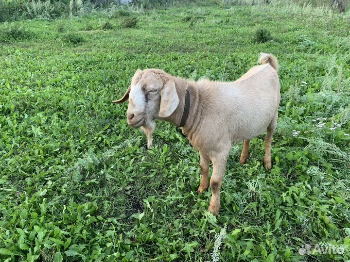 Козел на вязку