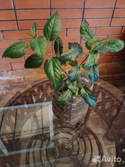 Гибискус китайская роза