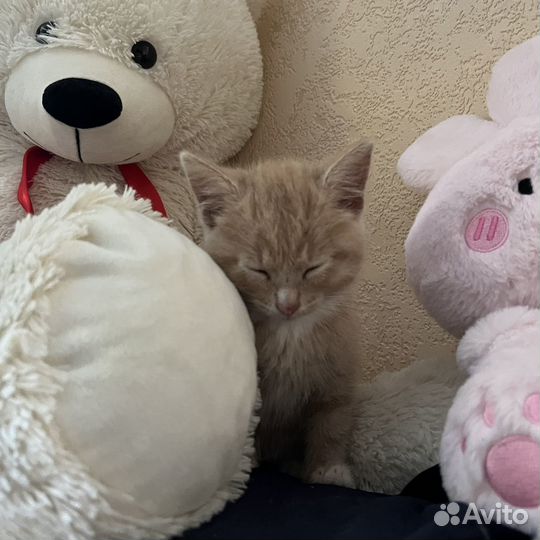 Кошка в дар бесплатно