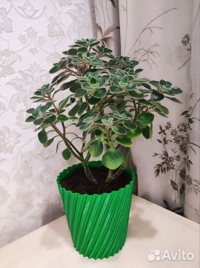 Комнатный цветок, Аихризон, взрослое растение