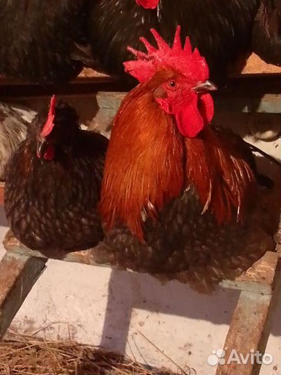 Куры,цыплята