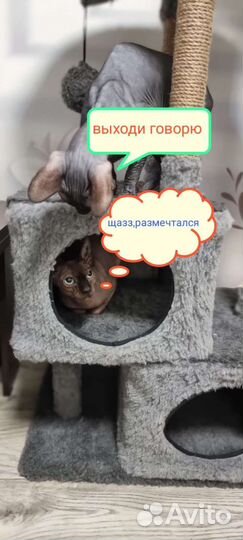 Канадский сфинкс Вязка