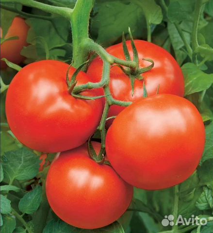 Томат бобкат f1 семена 10шт