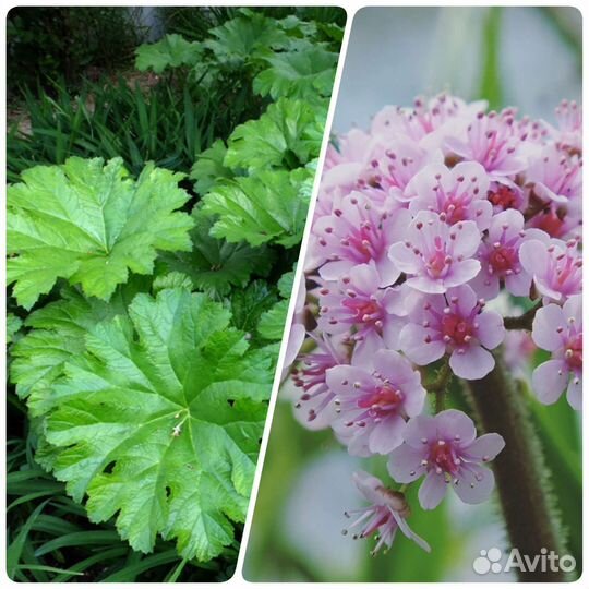 Многолетники садовые