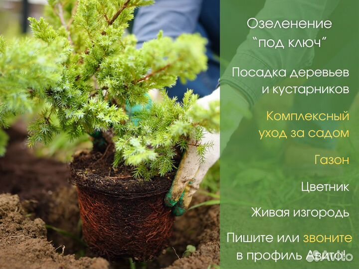 Посадка растений