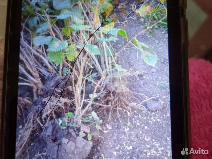 Черная смородина