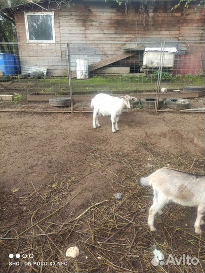 Козы, козлик