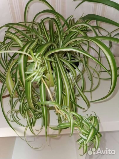 Хлорофитум