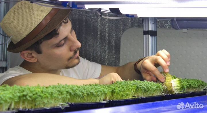 Семена микрозелени + обучение для дома