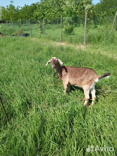 Продаю всех