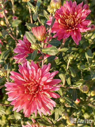 Хризантемы