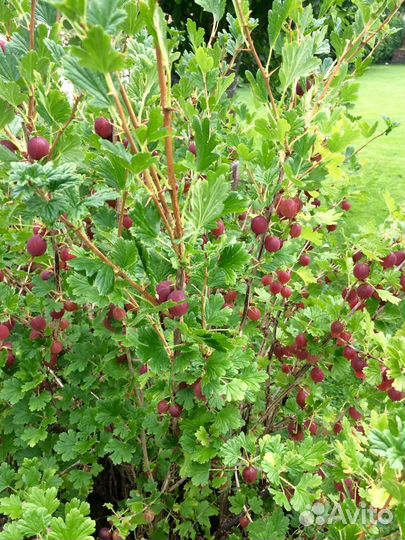 Миндаль декоративный/ крыжовник/ жимолость