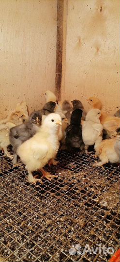 Цыплята помесь брама и кохинхины