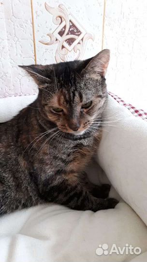 Кошечка Лизочка