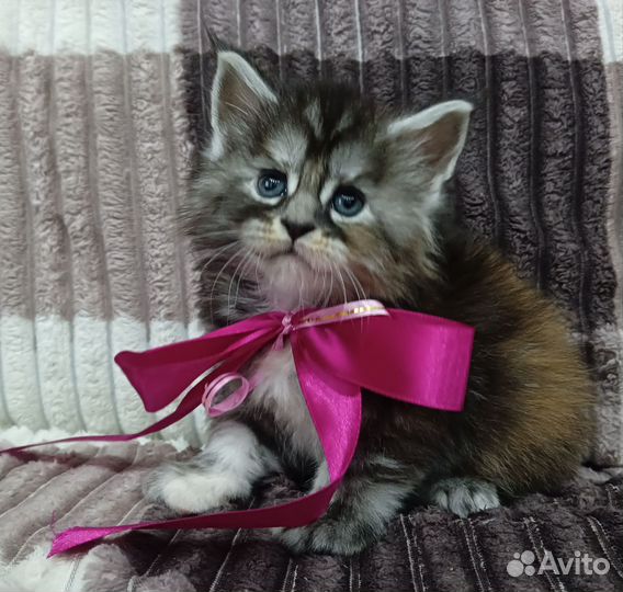 Котята мейн-кун