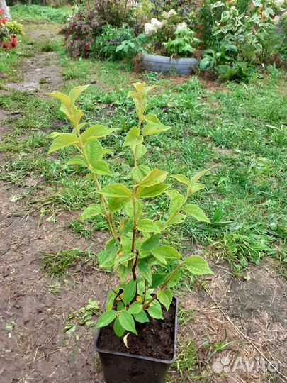 Большие саженцы жасмина