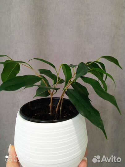 Фикус бенджамина 