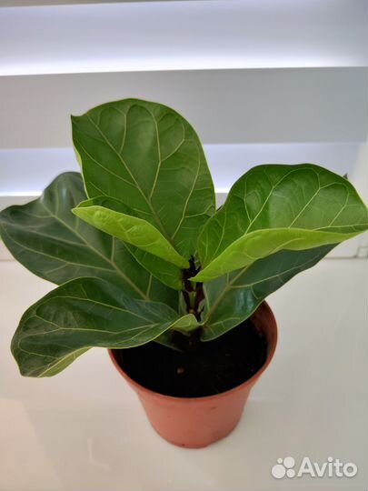 Фикус лирата бамбино