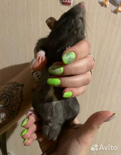 Крысёнок дамбо